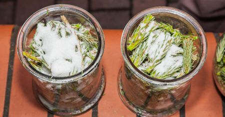 Syrop sosnowy - właściwości, przepis, nalewka z młodych pędów sosny