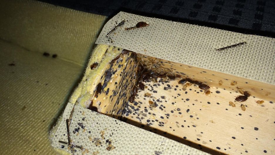 Pluskwy w domu ciężarnej kobiety. Ekspert ostrzega przed zagrożeniem dla dzieci i noworodków