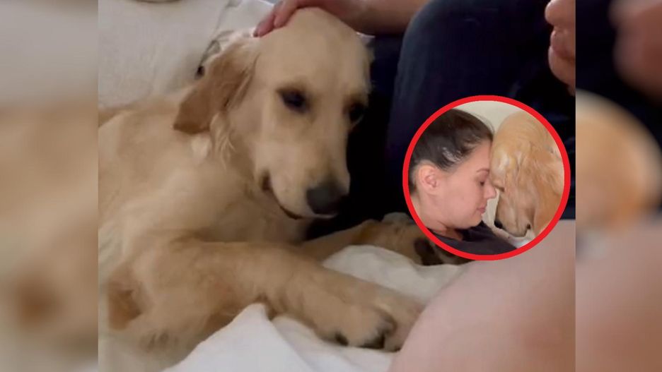 Winnie zauważyła, że jej pani jest w ciąży