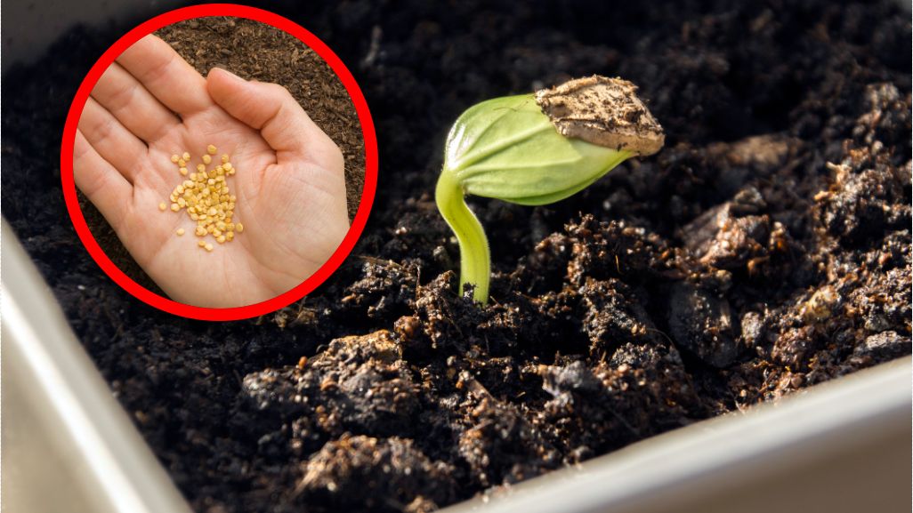 Posadź w lutym, a wiosną sobie podziękujesz. Zacznij od tych warzyw