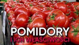 Pomidory. Poznaj ich cudowne właściwości (WIDEO)