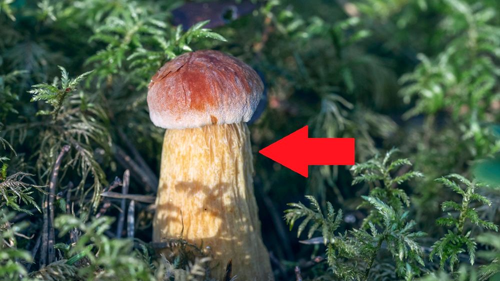 Nowy gatunek już został doceniony przez grzybiarzy. Po tym go rozpoznasz