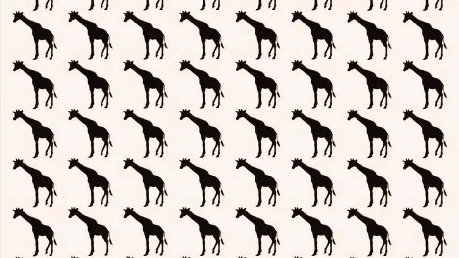 Na obrazku dwie żyrafy nie pasują do reszty stada