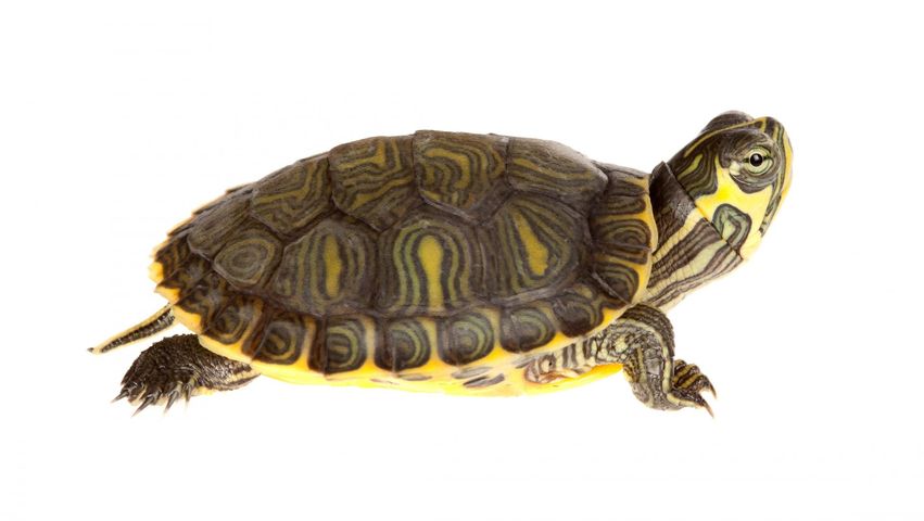 Żółw staje się coraz popularniejszym zwierzęciem domowym