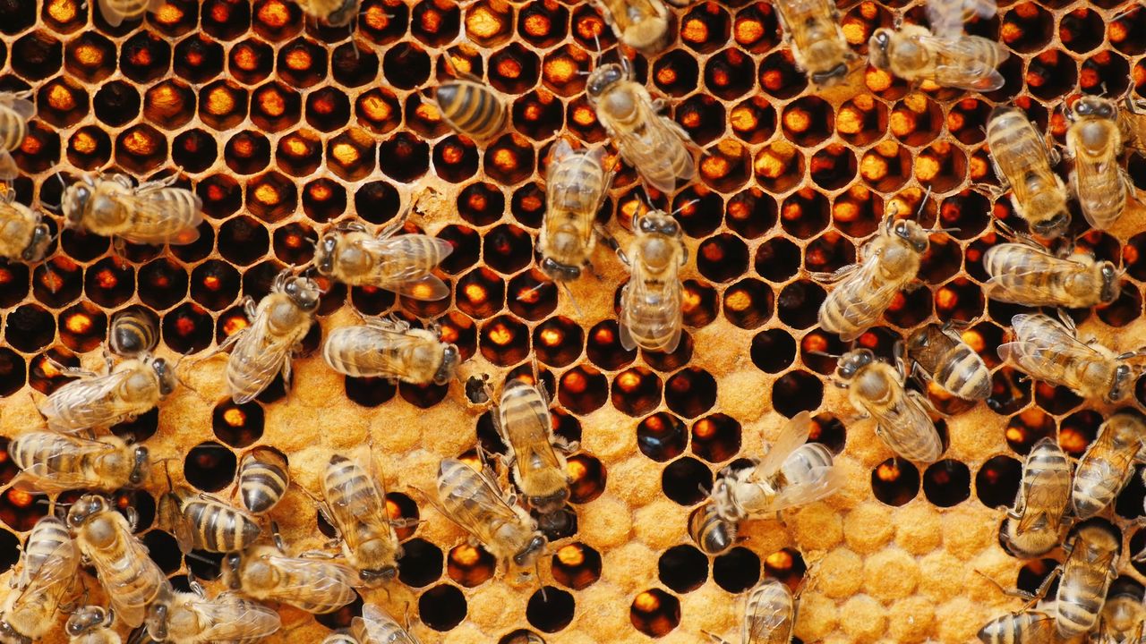 Irlandzki miód wrzosowy konkurencją dla miodu manuka. Badania naukowców (WIDEO)