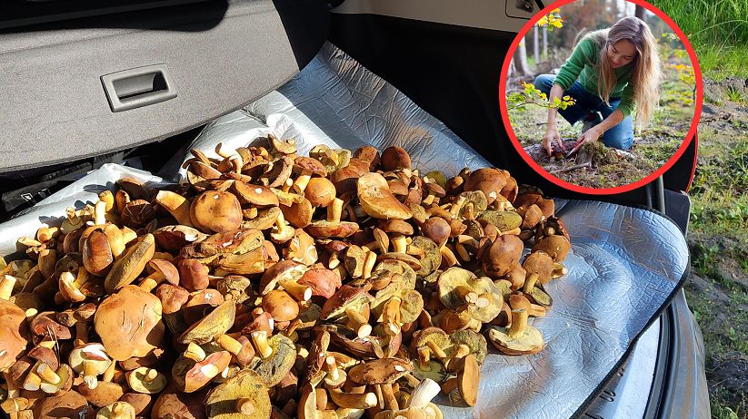 Gratka dla grzybiarzy, zagrożenie dla amatorów. Ekspertka z sanepidu ostrzega