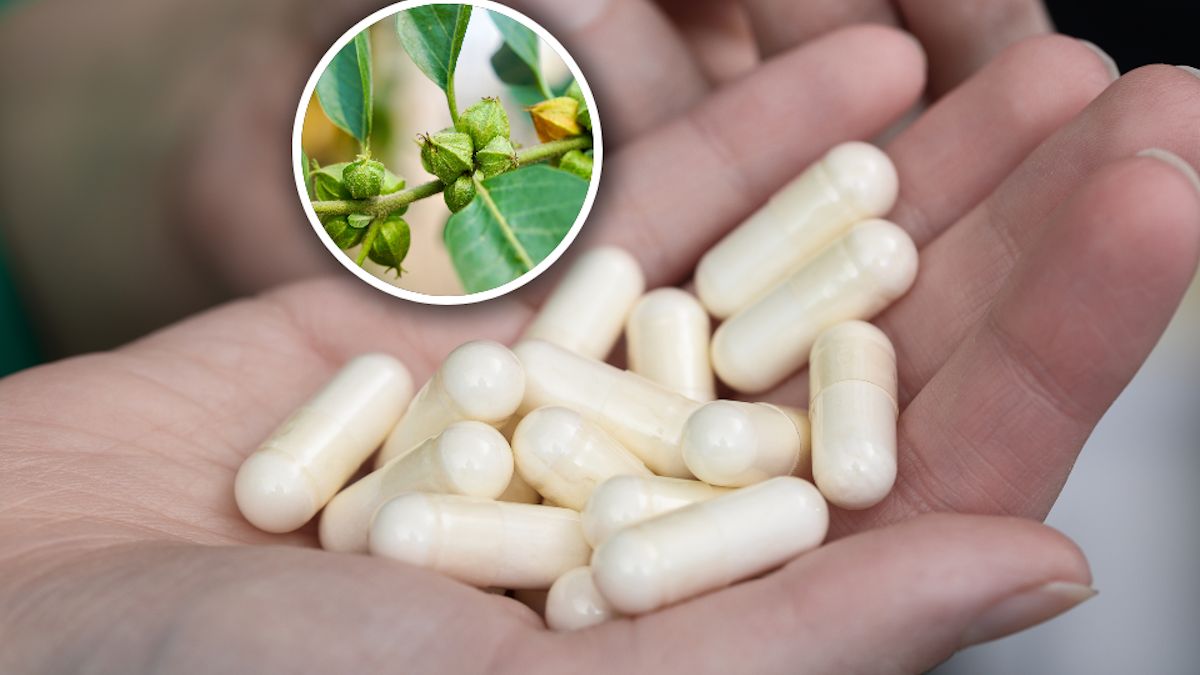 Spór o ashwagandhę. Dania zakazała jej stosowania