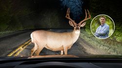 Przewlekła choroba wyniszczająca u jeleni w USA. Czy CWD zagraża ludziom?