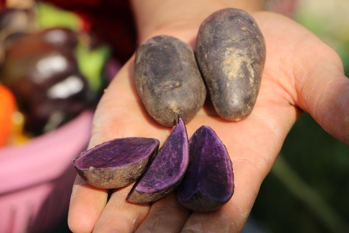 Fioletowe ziemniaki w diecie antyrakowej