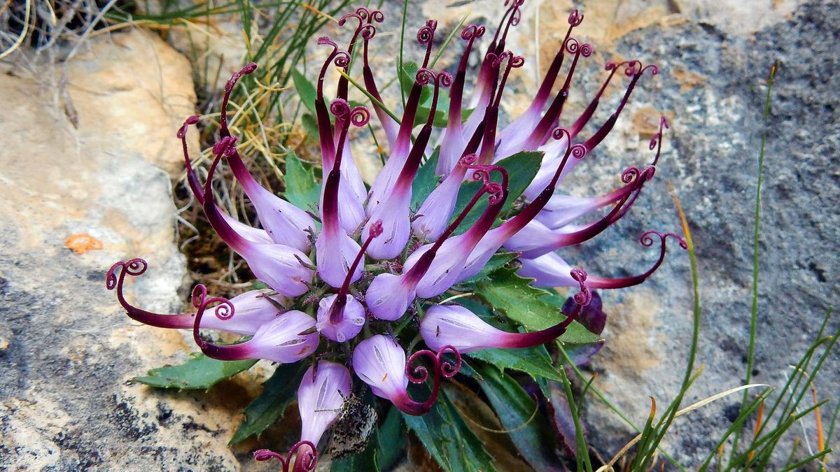 Harpagophytum procumbens, czyli czarci lub diabelski pazur to hakorośl rozesłana