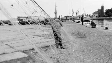 Rybacy woleliby większe limity na dorsza