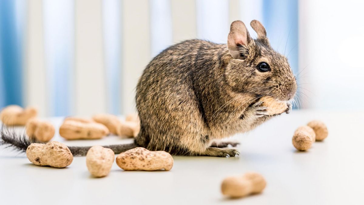 Koszatniczka - hodowla, żywienie, rozmnażanie