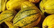 Dynia makaronowa – właściwości, zastosowanie, przepisy