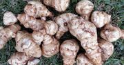 Topinambur – charakterystyka, wartości odżywcze, bogactwo inuliny, właściwości lecznicze, przepisy
