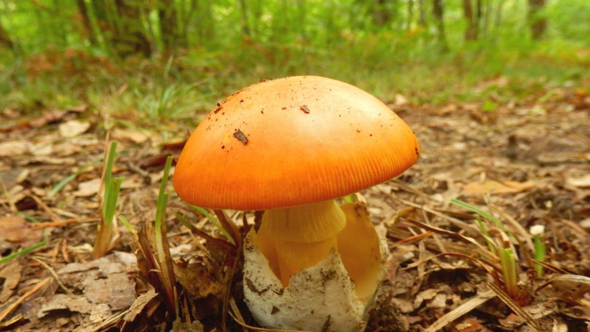 Muchomor cesarski widziano w Polsce tylko raz. Biją się o niego kucharze z całego świata