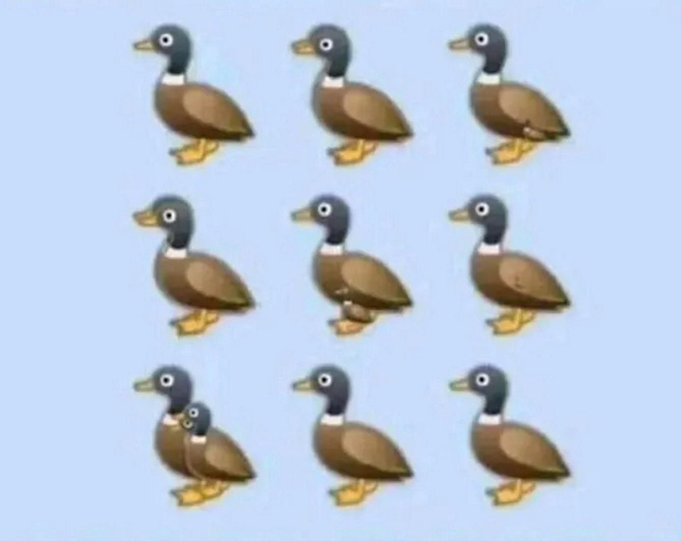 Ile kaczek znajduje się na obrazku?