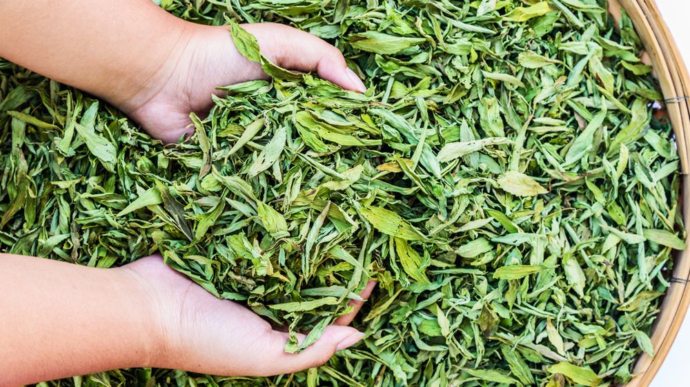 Naukowcy poprawiają smak stewii