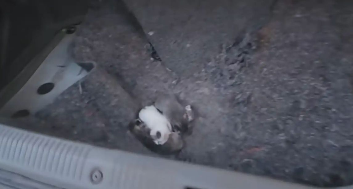 W bagażniku znajdowały się kocięta