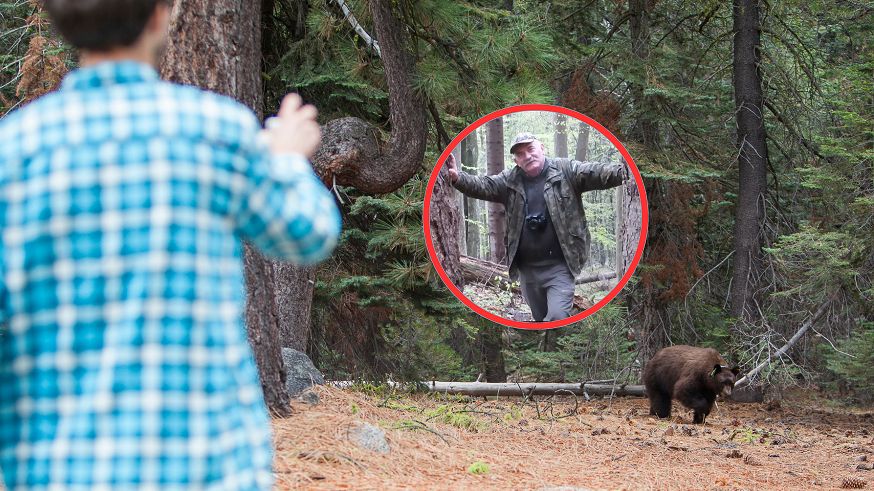 Niedźwiedź w lasach pod dużym polskim miastem. Jak się zachować, gdy go spotkamy?