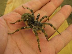 Tarantula ukraińska w Polsce. To jeden z największych pająków w Europie