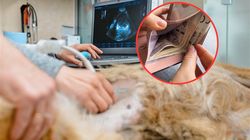 Urlop płatny 100 proc. na opiekę nad chorym psem. Jest wyrok sądu