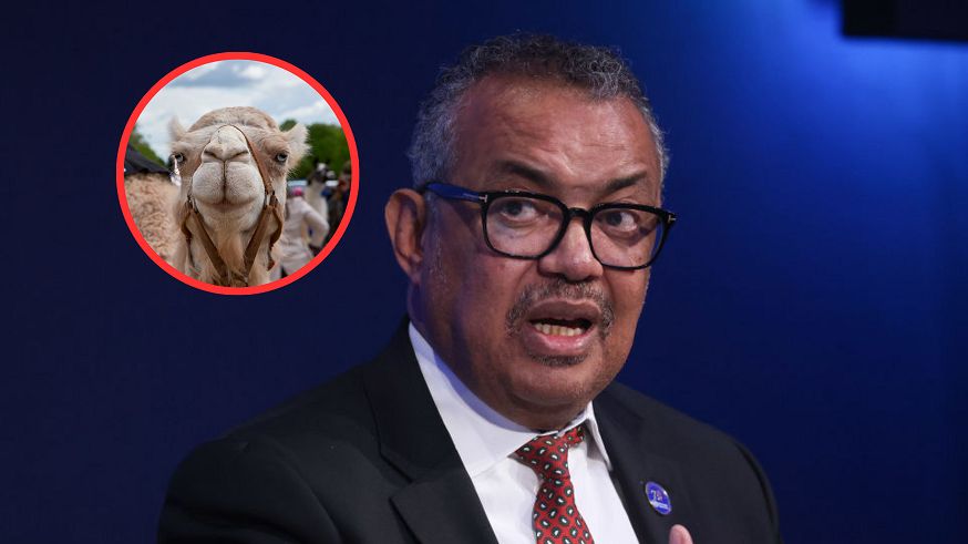 "Wielbłądzia grypa", czyli MERS, znowu atakuje. Grozi nam kolejna pandemia?