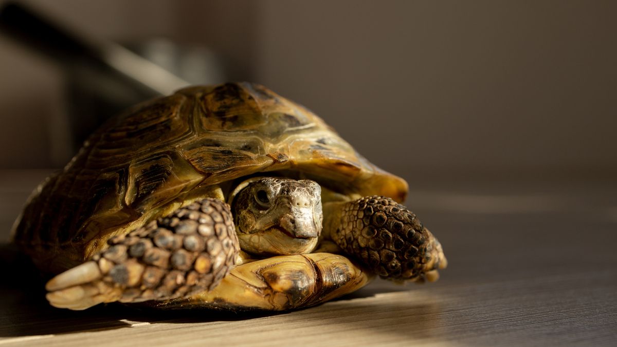 Żółw domowy. Jak o niego dbać?