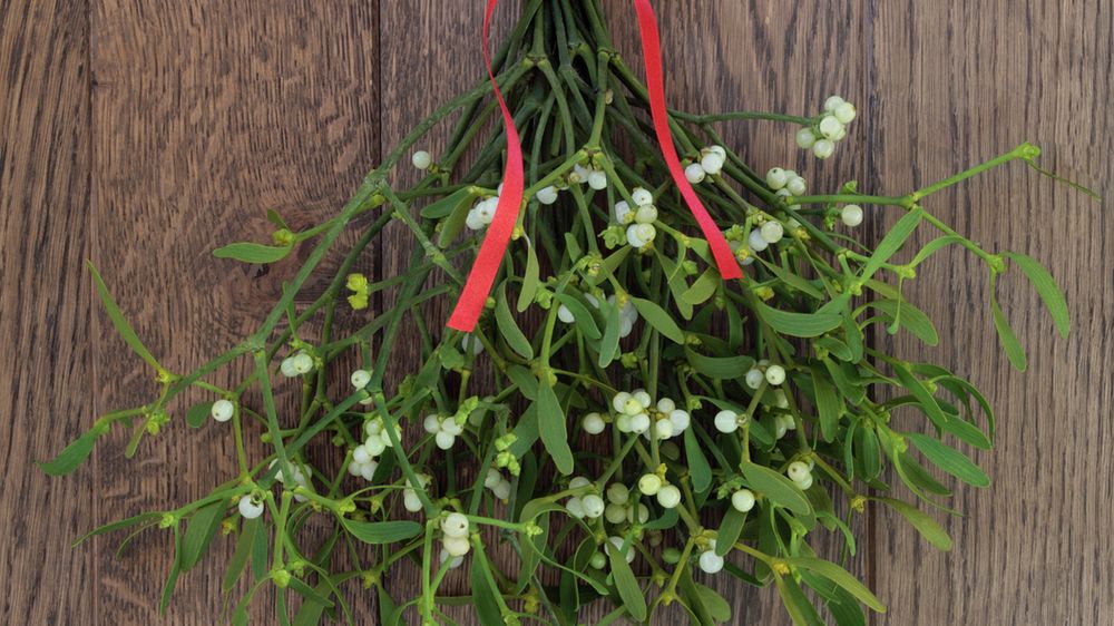 Jemioła kojarzy się z okresem Świąt Bożego Narodzenia, ale także wykazuje właściwości prozdrowotne