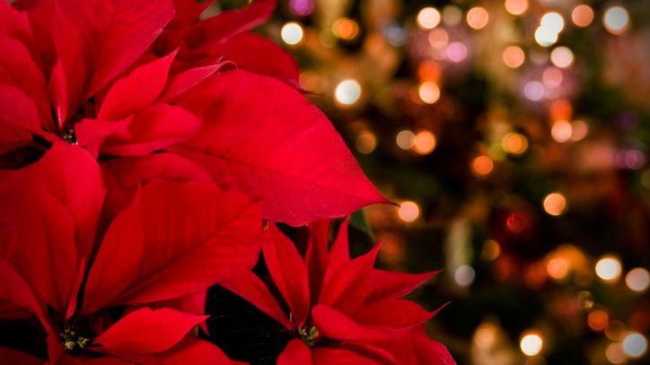 Jeśli jesteś rodzicem - zastanów się dwa razy nad umieszczeniem tych kwiatów w domu