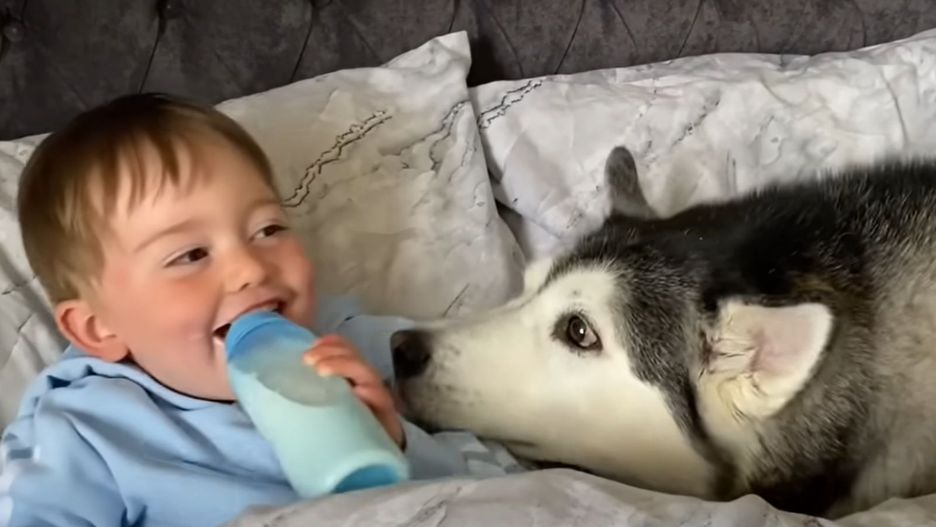 Pies myśli, że jest matką 2-latka. Historia podbija sieć