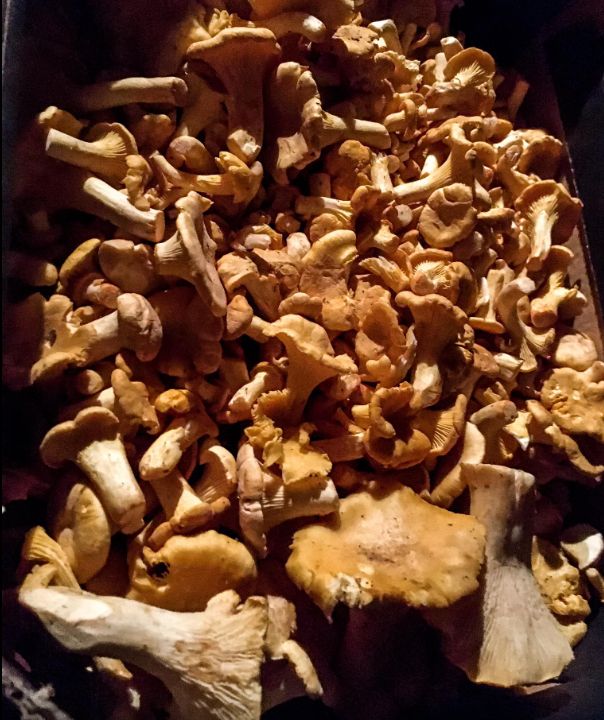 Kurki - zdjęcie nadesłane przez naszego czytelnika