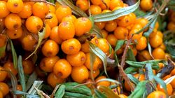 Uszczelnia barierę jelitową. Ogranicza przenikanie toksyn do krwiobiegu, dba o odporność