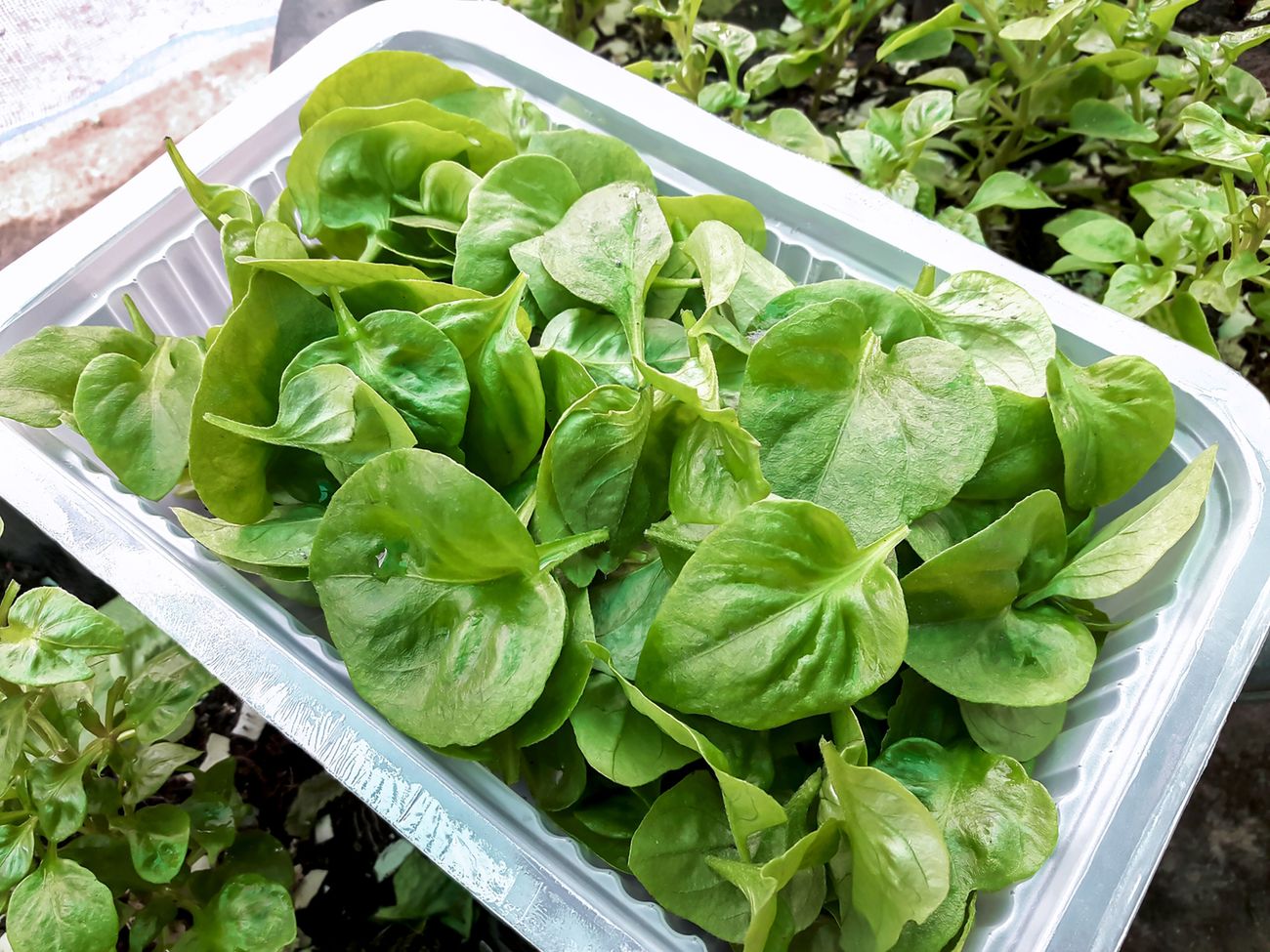 Witamina A, C, D oraz E wzmacniają odporność