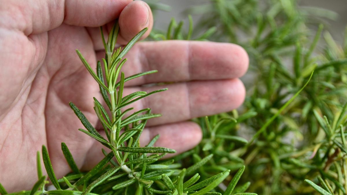 Nowe doniesienia na temat rozmarynu