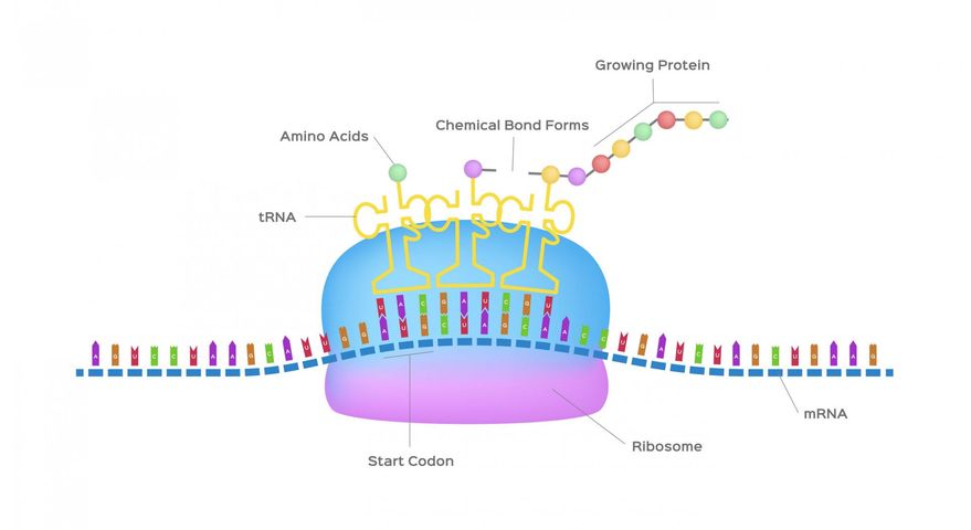 Rybosomy to organelle komórkowe, które odgrywają znaczącą rolę w procesie syntezy białek