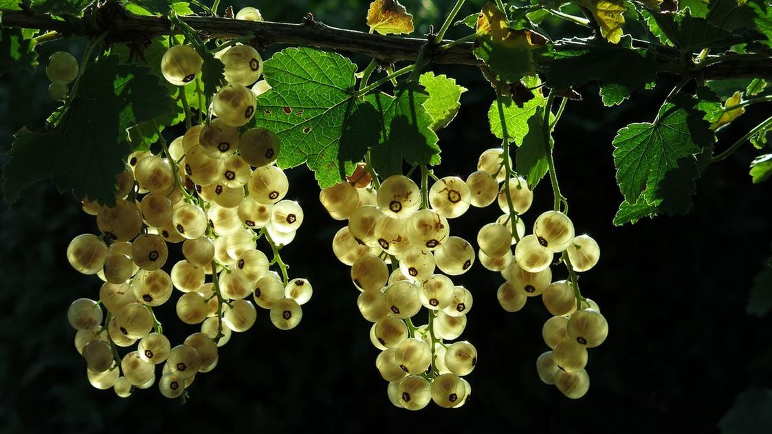 Biała porzeczka jest mniej popularną odmianą dobrze wszystkim znanej porzeczki czerwonej. Jej owoce mają nie tylko inną barwę, ale i smak.