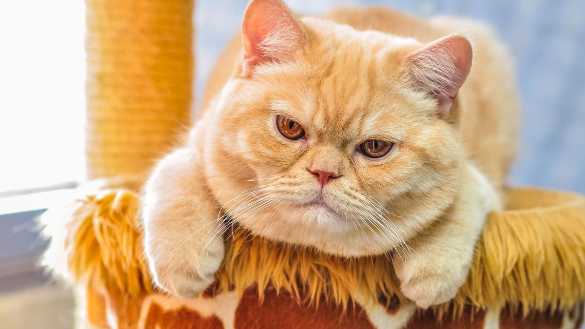 Kot brytyjski rudy to najpopularniejszy pupil obok kora brytyjskiego niebieskiego