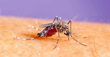 Gorączka chikungunya – przyczyny, objawy i leczenie