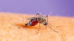 Gorączka chikungunya - przyczyny, objawy i leczenie