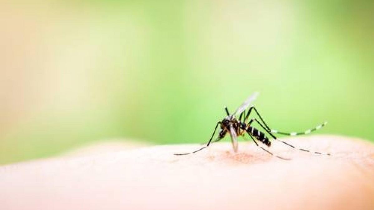W związku z wysoką temperaturą komary mogą się pojawić w tym roku wcześniej
