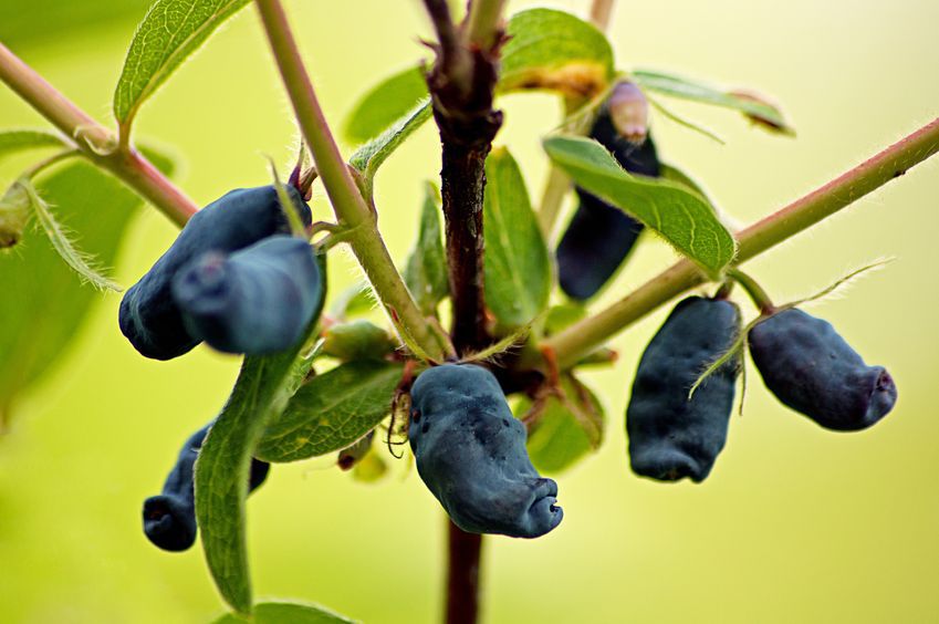 Jagoda kamczacka – owoc doskonały