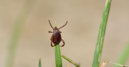 Anaplazmoza – przyczyny, objawy i leczenie