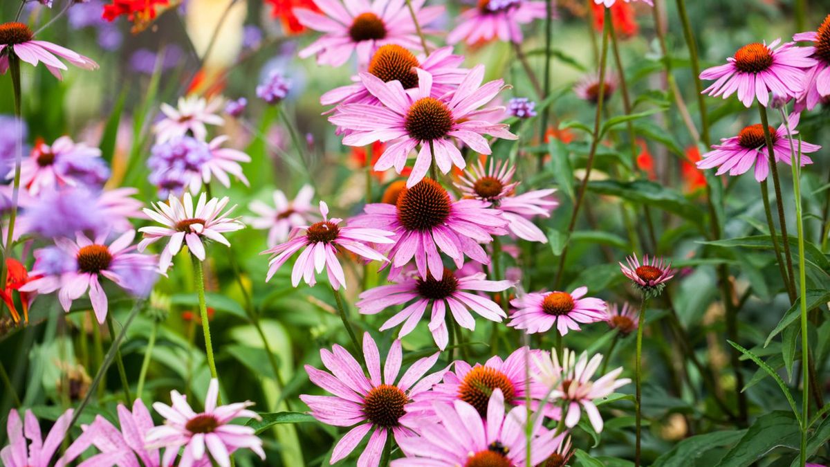 Echinacea, inaczej jeżówka wspiera namnażanie się komórek układu odpornościowego.