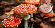 Toksykolog o niepokojącej modzie. "Jeden muchomor może zniszczyć życie"
