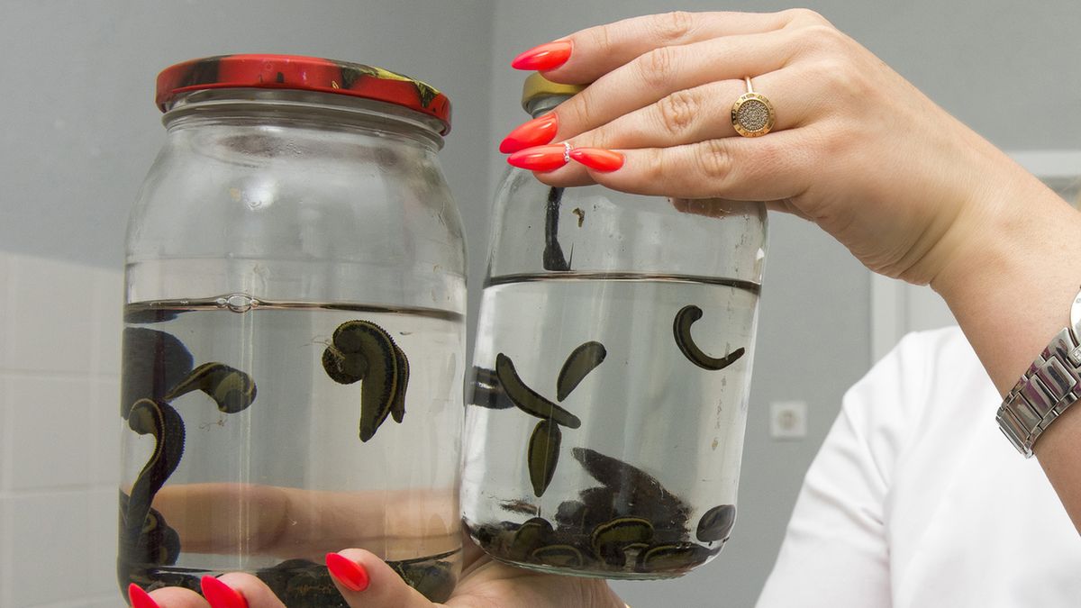 Pijawki są obecnie najsilniejszym znanym lekiem, poprawiającym funkcjonowanie układu krążenia u człowieka