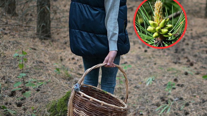 Dodatek do leśnego spaceru. Wróć z tym, co leczy