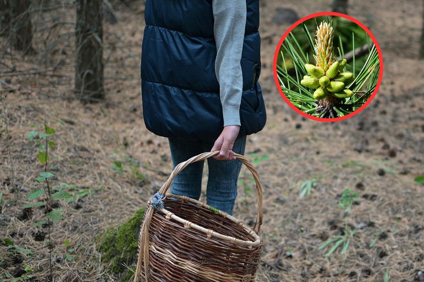 Są za darmo, a leczą. Weź duży koszyk, bo teraz zbiory będą okazałe