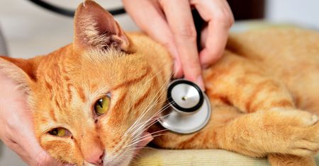 FIV, czyli koci AIDS – objawy, zarażenie, leczenie, zapobieganie