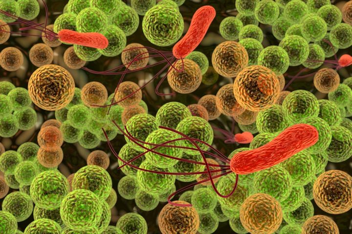 Haemophilus influenzae - choroby wywołane bakterią, szczepienie