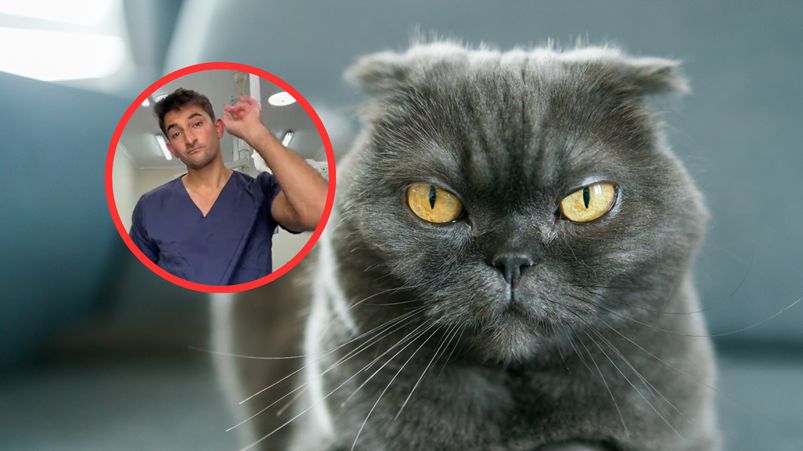 Weterynarz odradza te rasy kotów. Są podatne na choroby i zmagają się z wieloma problemami